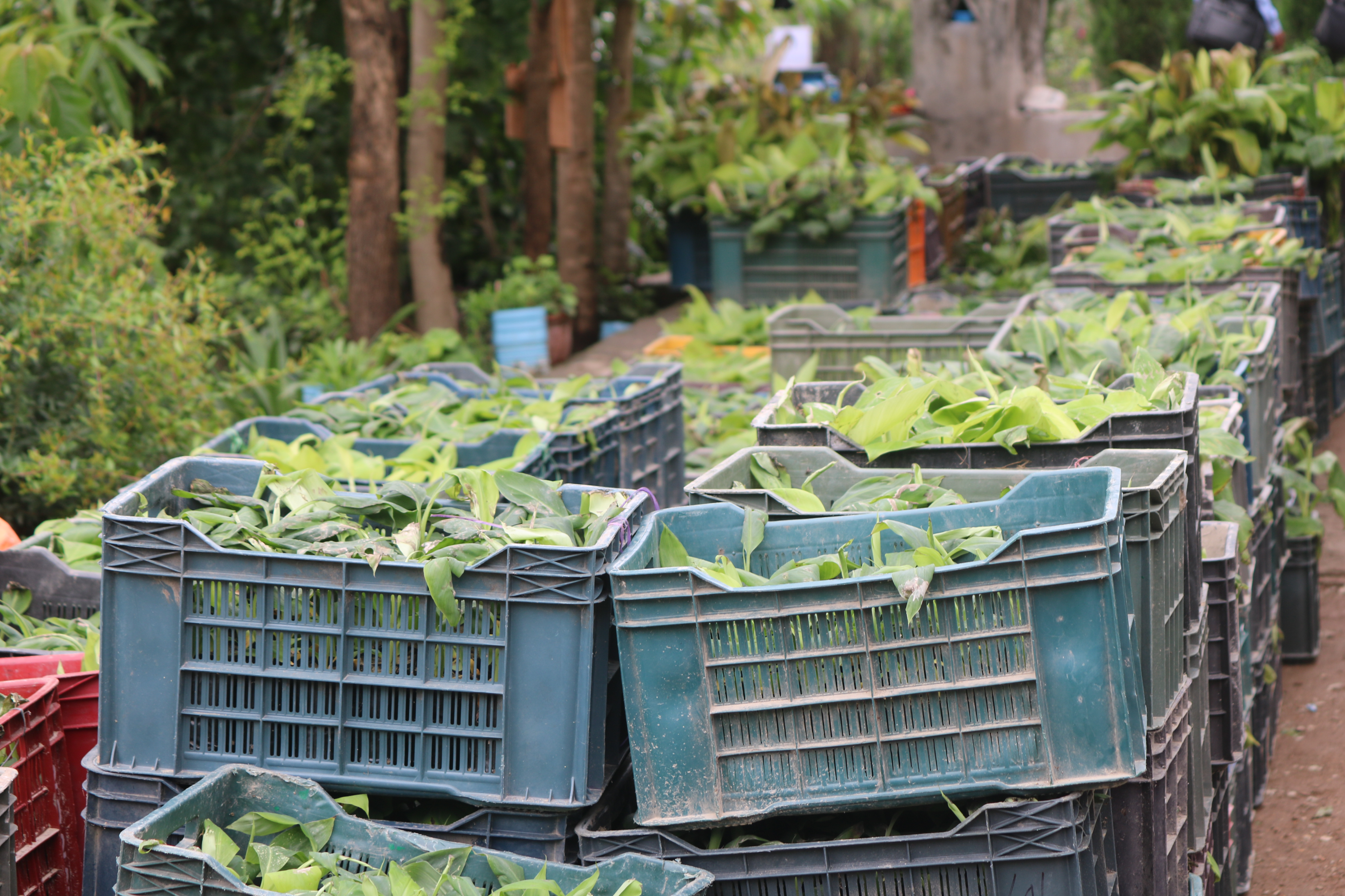 रोडकरिडोर फलफूल खेती प्रबर्द्धन तर्फ वितरण गरिएका Tissue Culture प्रविधिबाट तयार गरिएका केराका विरुवा (नलगाड न पा)