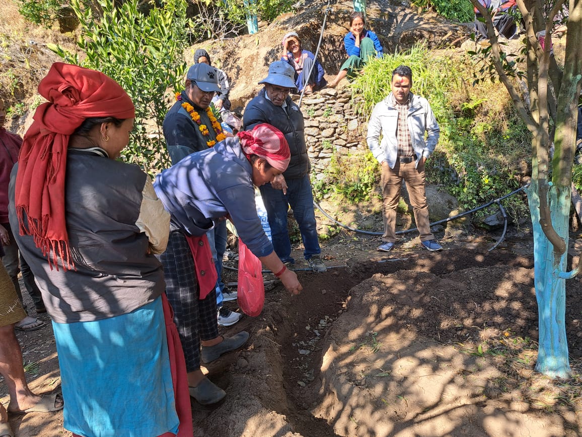 सुन्तलाको बोटमा मलखाद राख्दै